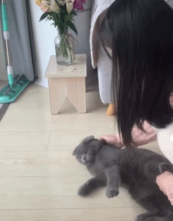 救了一只流浪猫从此多了一只会保护主人的猫保镖