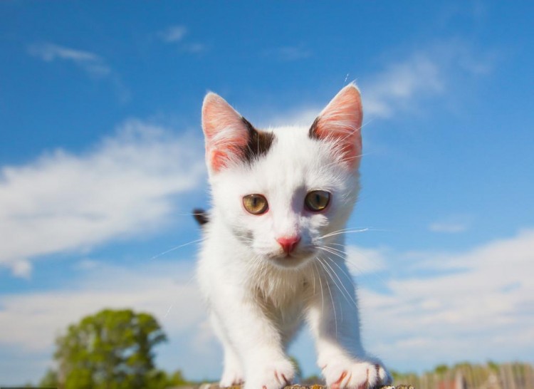 小奶猫赖上小姐姐实力给自己找主人不过这只猫也太萌了吧