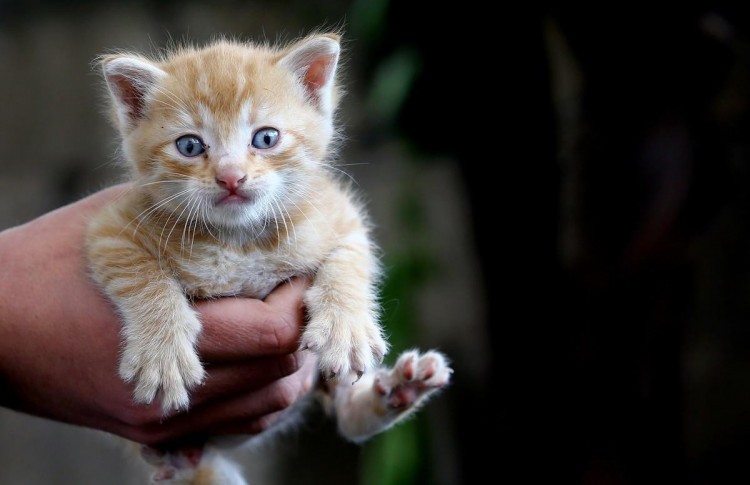 小奶猫赖上小姐姐实力给自己找主人不过这只猫也太萌了吧