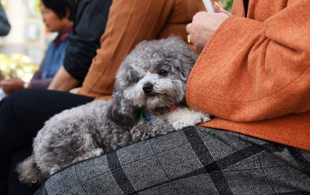 养泰迪犬久了之后这8种毛病难以逃过