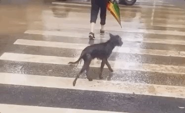 郑州暴雨过后我在街上看到一只迷路的狗