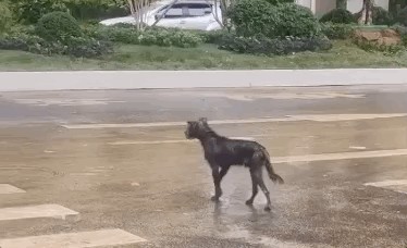 郑州暴雨过后我在街上看到一只迷路的狗