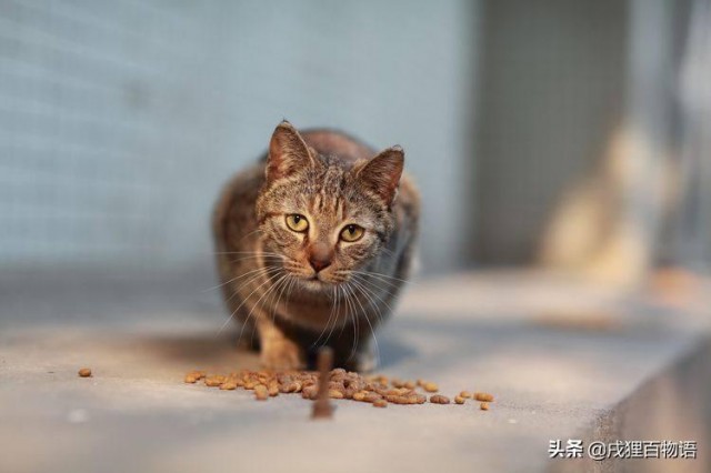 猫咪身上有什么寄生虫？猫咪从不外出，是否需要驱虫？