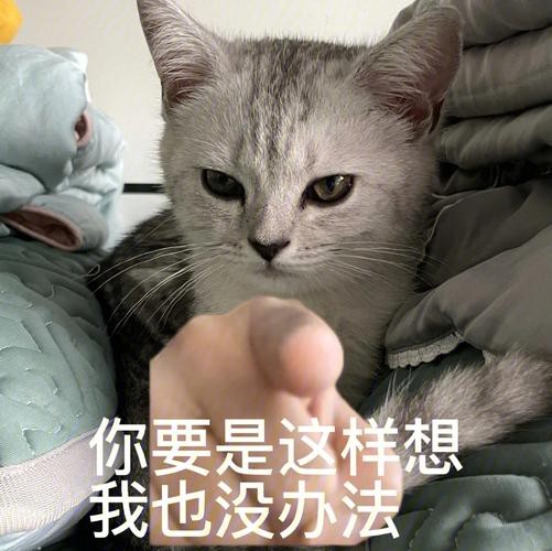 猫心中的地位排行榜，你的猫把你当作什么？