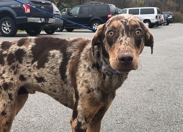 有豹纹还能有异色瞳这种名叫卡塔胡拉豹犬的狗狗你喜欢吗