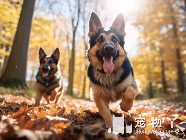 忽悠我养“杜宾犬”的朋友，我们分手了